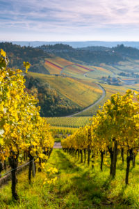 Vineyards at the Kappelberg, autumn, Baden-Wuerttemberg, Germany Vineyards at the Kappelberg, autumn, Baden-Wuerttemberg, Germany