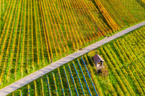 Drone shot, autumn, vineyards near Schnait, Remstal, Baden Württemberg, Germany Drone shot, autumn, vineyards near Schnait, Remstal, Baden Württemberg, Germany