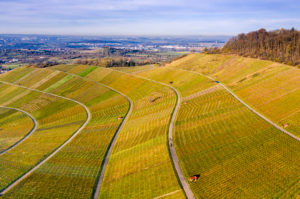 Drone shot, vineyards in autumn, Korber Kopf, Remstal, Baden-Württemberg, Germany, Europe Drone shot, vineyards in autumn, Korber Kopf, Remstal, Baden-Württemberg, Germany, Europe