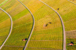 Drone shot, vineyards in autumn, Korber Kopf, Remstal, Baden-Württemberg, Germany, Europe Drone shot, vineyards in autumn, Korber Kopf, Remstal, Baden-Württemberg, Germany, Europe