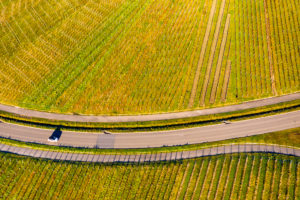 Drone shot, vineyards in autumn, Korber Kopf, Remstal, Baden-Württemberg, Germany, Europe Drone shot, vineyards in autumn, Korber Kopf, Remstal, Baden-Württemberg, Germany, Europe