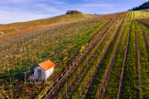 Drone shot, vineyards in autumn, near Strümpfelbach, Remstal, Baden-Württemberg, Germany, Europe Drone shot, vineyards in autumn, near Strümpfelbach, Remstal, Baden-Württemberg, Germany, Europe