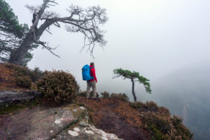Hiker with red jacket, young man, with backpack, mystical sea of fog, Palatine forest, tree Hiker with red jacket, young man, with backpack, mystical sea of fog, Palatine forest, tree