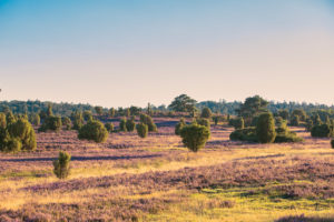 View in the Lüneburg Heath View in the Lüneburg Heath
