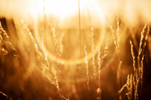 Grasses against the light Grasses against the light