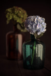 Hydrangea and glass bottles Hydrangea and glass bottles