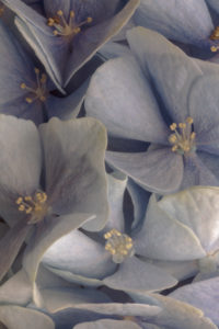 hydrangea flowers hydrangea flowers