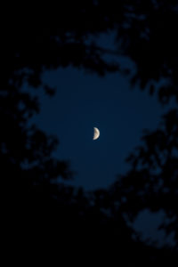 Moon between leaves of trees Moon between leaves of trees