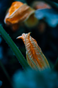 Zucchiniblüte im Garten Zucchiniblüte im Garten