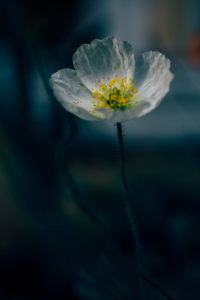 weiße Mohnblüte weiße Mohnblüte