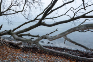 umgekippter Baum am Strand umgekippter Baum am Strand