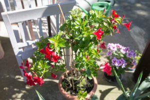 rote Blume in Blumentopf auf Terrasse rote Blume in Blumentopf auf Terrasse