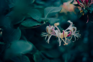 Geißblattblüte Geißblattblüte