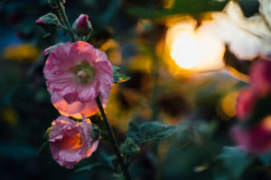 Malvenblüten im Sonnenuntergang Malvenblüten im Sonnenuntergang