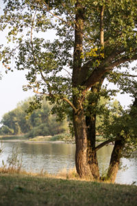Deciduous tree on the riverbank in the evening mood Deciduous tree on the riverbank in the evening mood