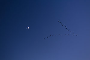 Vögel fliegen am nächtlichen Himmel Vögel fliegen am nächtlichen Himmel