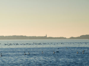 Blick nach Schaprode zum Kirchturm über den Schaproder Bodden, Mecklenburg-Vorpommern, Deutschland Blick nach Schaprode zum Kirchturm über den Schaproder Bodden, Mecklenburg-Vorpommern, Deutschland