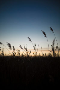 reed reed