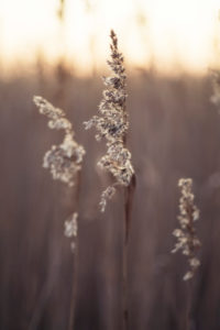 reed reed