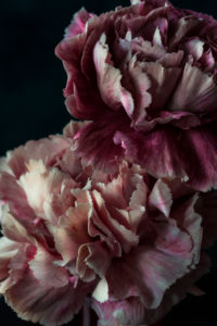 Carnation flowers against a dark background Carnation flowers against a dark background