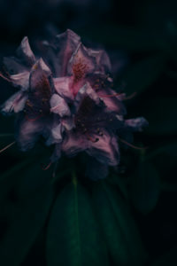 rhododendron rhododendron