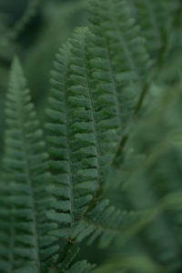 fern fern
