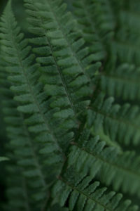 fern fern