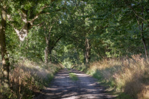 alte Allee in Mecklenburg-Vorpommern alte Allee in Mecklenburg-Vorpommern