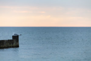 Seagull sitting at the end of a groyne Seagull sitting at the end of a groyne