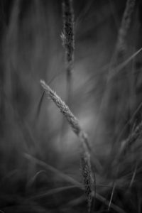 Close up of beach grass Close up of beach grass