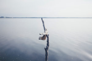 Schädel auf einem Stück Holz am Wasser Schädel auf einem Stück Holz am Wasser