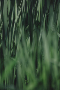 green grass green grass