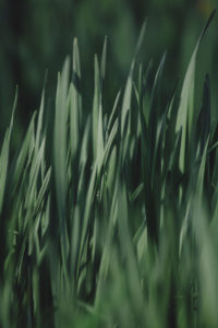 green grass green grass