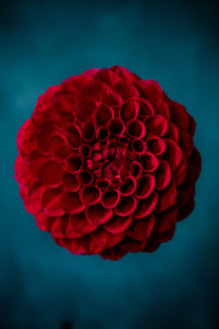 Dahlia, studio shot Dahlia, studio shot