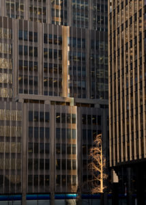 Skyscrapers and a lone leafless tree in downtown Manhattan, New York City, USA Skyscrapers and a lone leafless tree in downtown Manhattan, New York City, USA