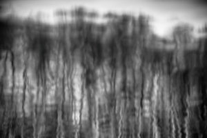 Trees reflecting in a lake in Brandenburg, Trees reflecting in a lake in Brandenburg,