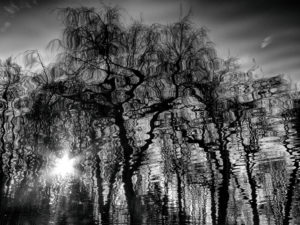 Trees reflecting in a lake in Brandenburg, Trees reflecting in a lake in Brandenburg,