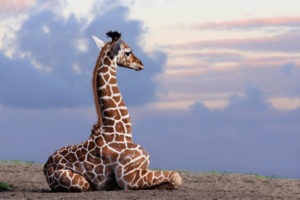 Somali giraffe, camelopardalis reticulata, young animal Somali giraffe, camelopardalis reticulata, young animal