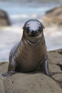 Sea lion, baby, Zalophus californianus, sits on stone Sea lion, baby, Zalophus californianus, sits on stone