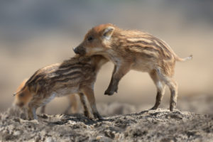 boars, shoats, Sus scrofa, with the game boars, shoats, Sus scrofa, with the game