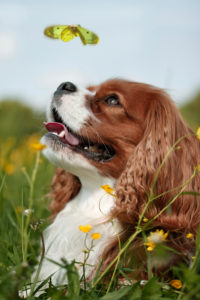 Cavalier King Charles Spaniel, sits in flower meadow, looks after butterfly Cavalier King Charles Spaniel, sits in flower meadow, looks after butterfly