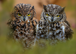 tiger owl, bubo virginianus, young animals, the USA tiger owl, bubo virginianus, young animals, the USA