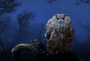 eagle owl, bubo bubo, on branch, night, starry sky eagle owl, bubo bubo, on branch, night, starry sky