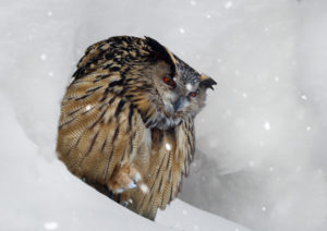 eagle owl, bubo bubo, in winter, snowfall eagle owl, bubo bubo, in winter, snowfall