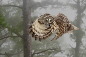 great grey owl, Strix nebulosa, in the wing great grey owl, Strix nebulosa, in the wing