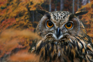eagle owl, bubo bubo, in autumn eagle owl, bubo bubo, in autumn