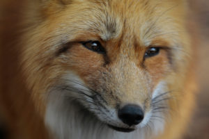 Red fox (Vulpes vulpes), portrait Red fox (Vulpes vulpes), portrait