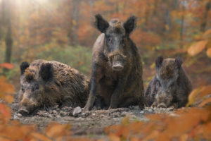 boars (Sus scrofa), group in the autumn wood boars (Sus scrofa), group in the autumn wood