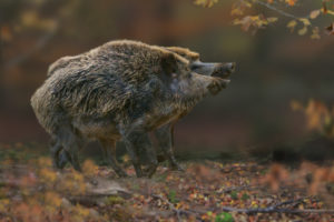 boars (Sus scrofa), showdown of the rivals boars (Sus scrofa), showdown of the rivals