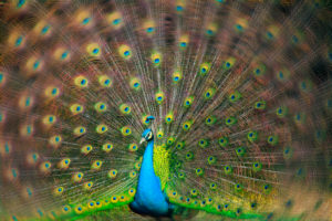 Blue peacock (Pavo cristatus), does cartwheels Blue peacock (Pavo cristatus), does cartwheels